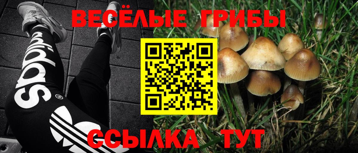 Псилоцибиновые грибы Psilocybe Черногорск